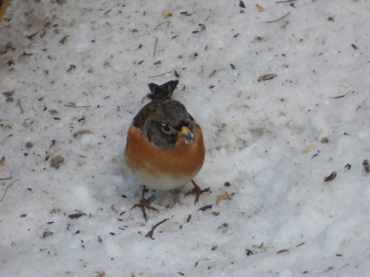 Brambling - ML613751029