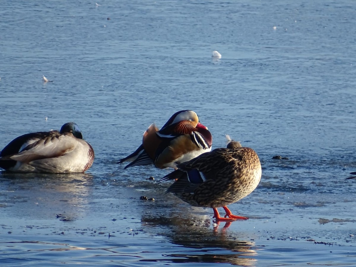 Mandarin Duck - ML613751055