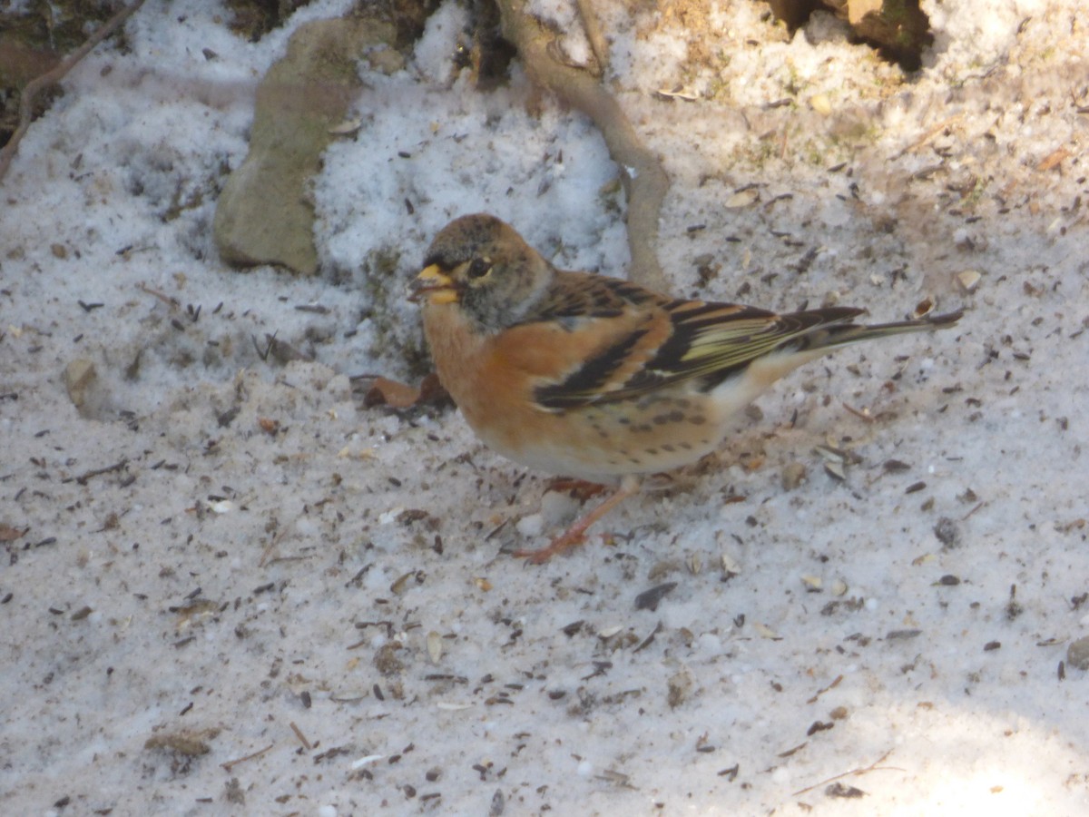 Brambling - ML613751069