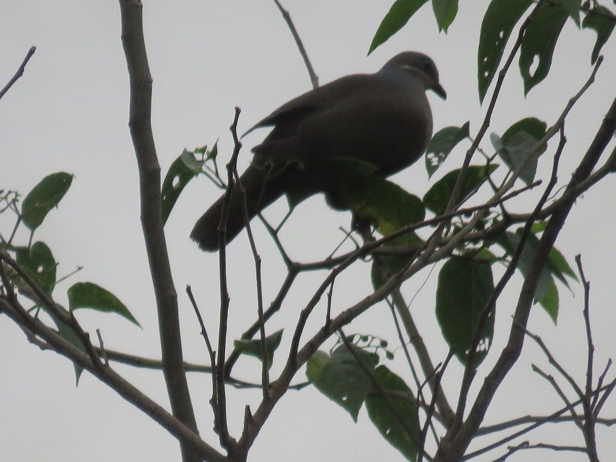 White-eared Brown-Dove - ML613751070