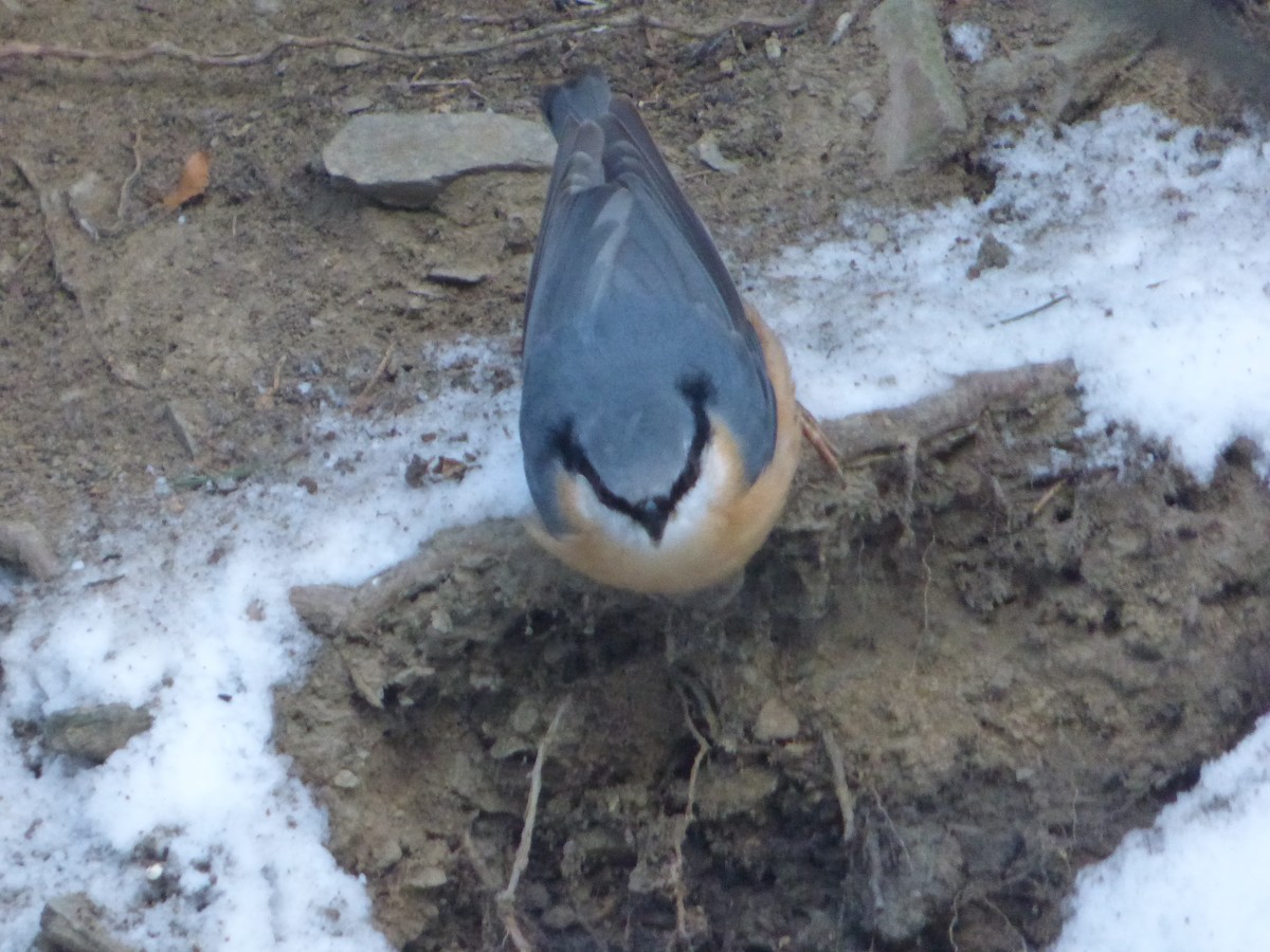 Eurasian Nuthatch - Panagiotis Michalakos