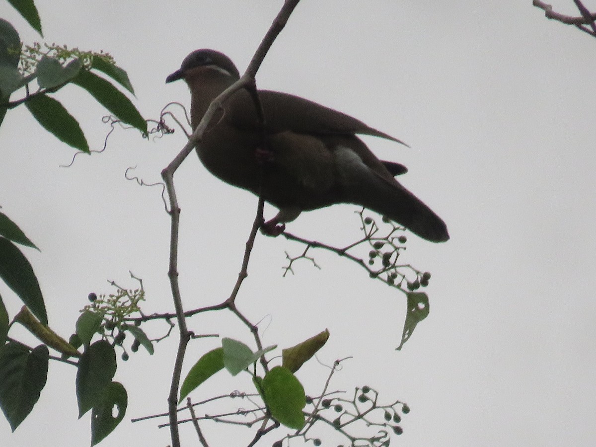 White-eared Brown-Dove - ML613751072