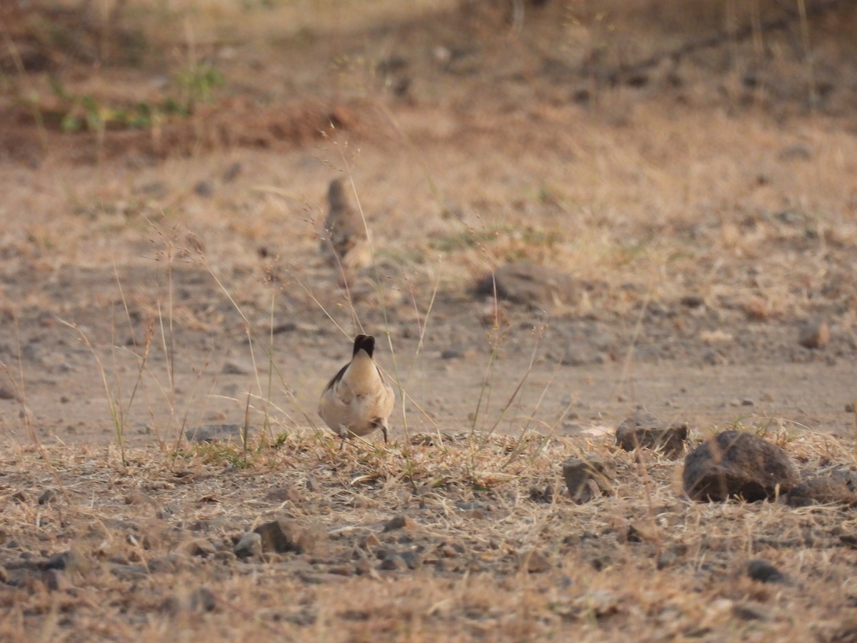 Isabelline Wheatear - Ramesh Desai