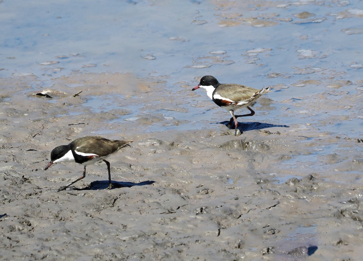 Red-kneed Dotterel - ML613751226