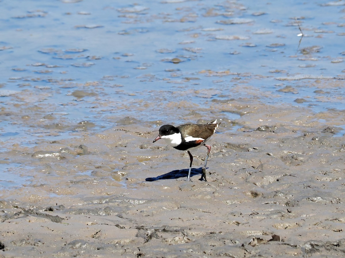 Red-kneed Dotterel - ML613751227