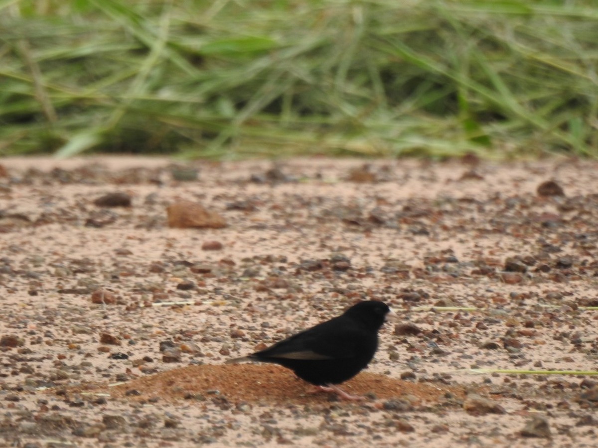 Purple Indigobird - ML613751284