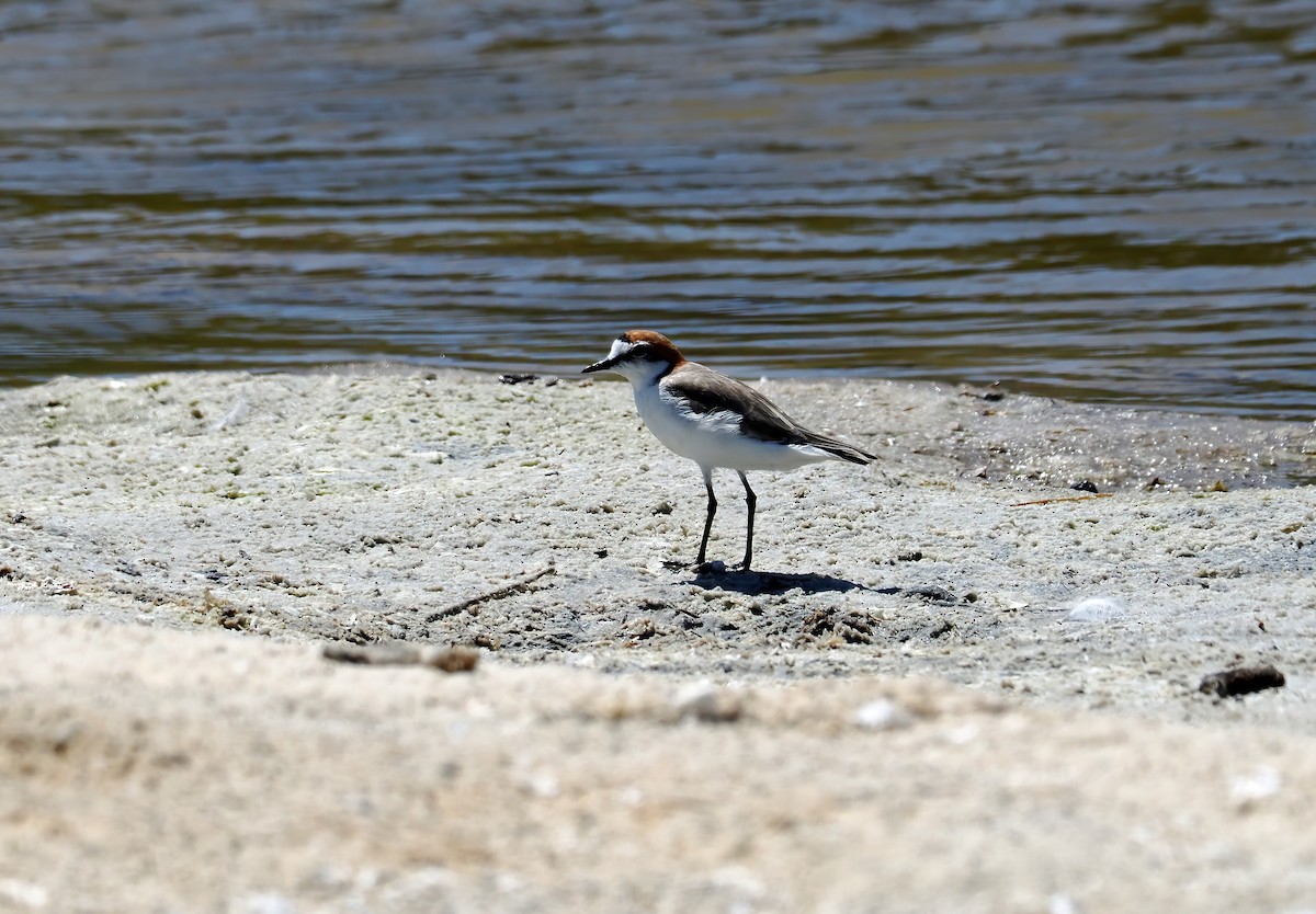 Red-capped Plover - ML613751329