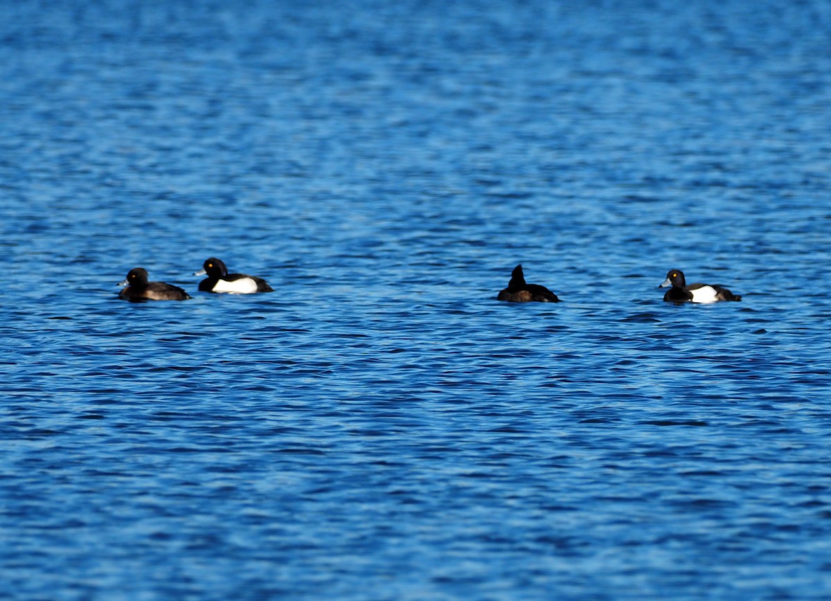 Tufted Duck - ML613751385