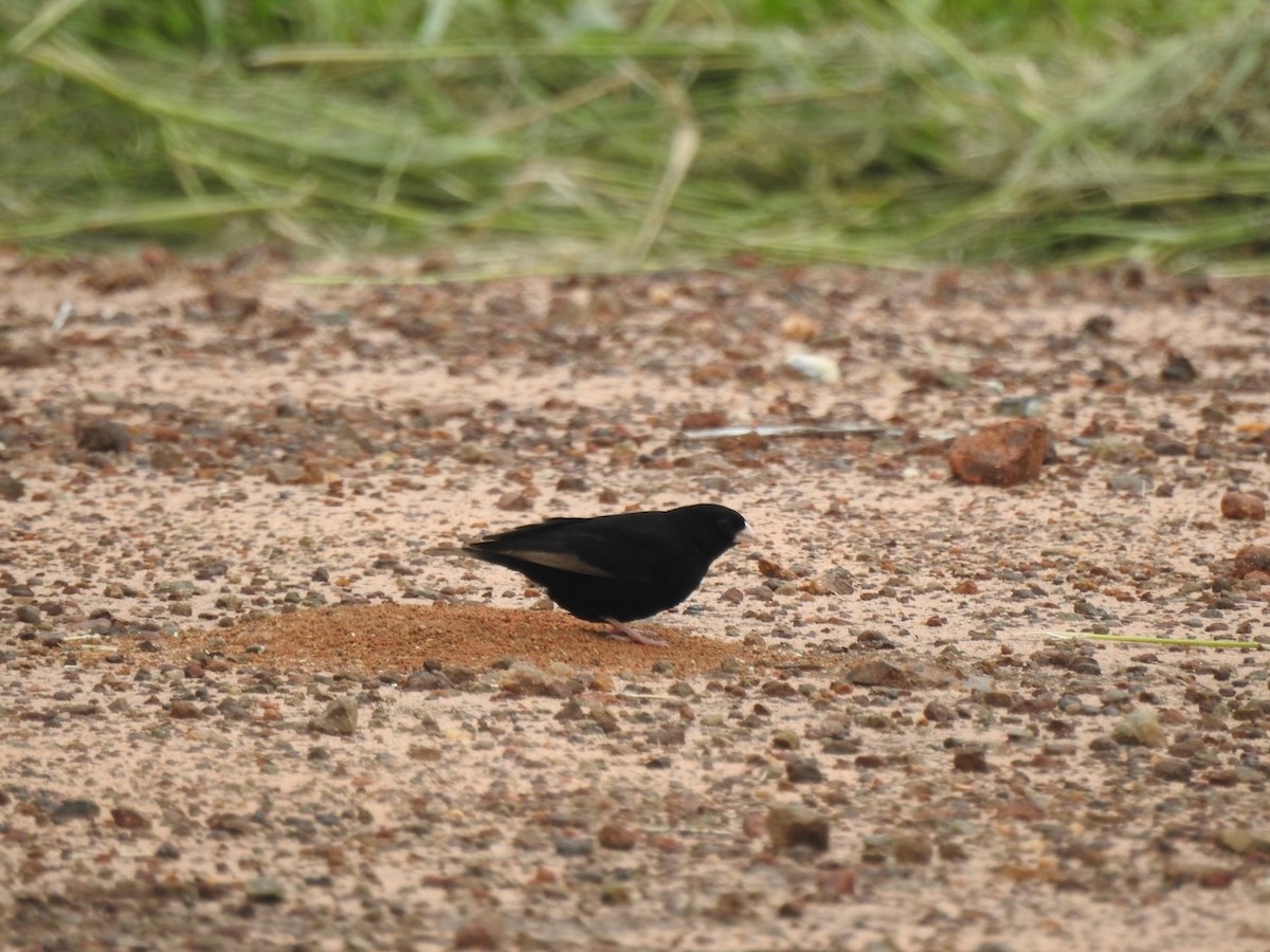 Purple Indigobird - ML613751408