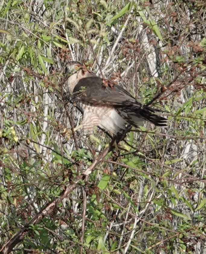 Cooper's Hawk - ML613751459