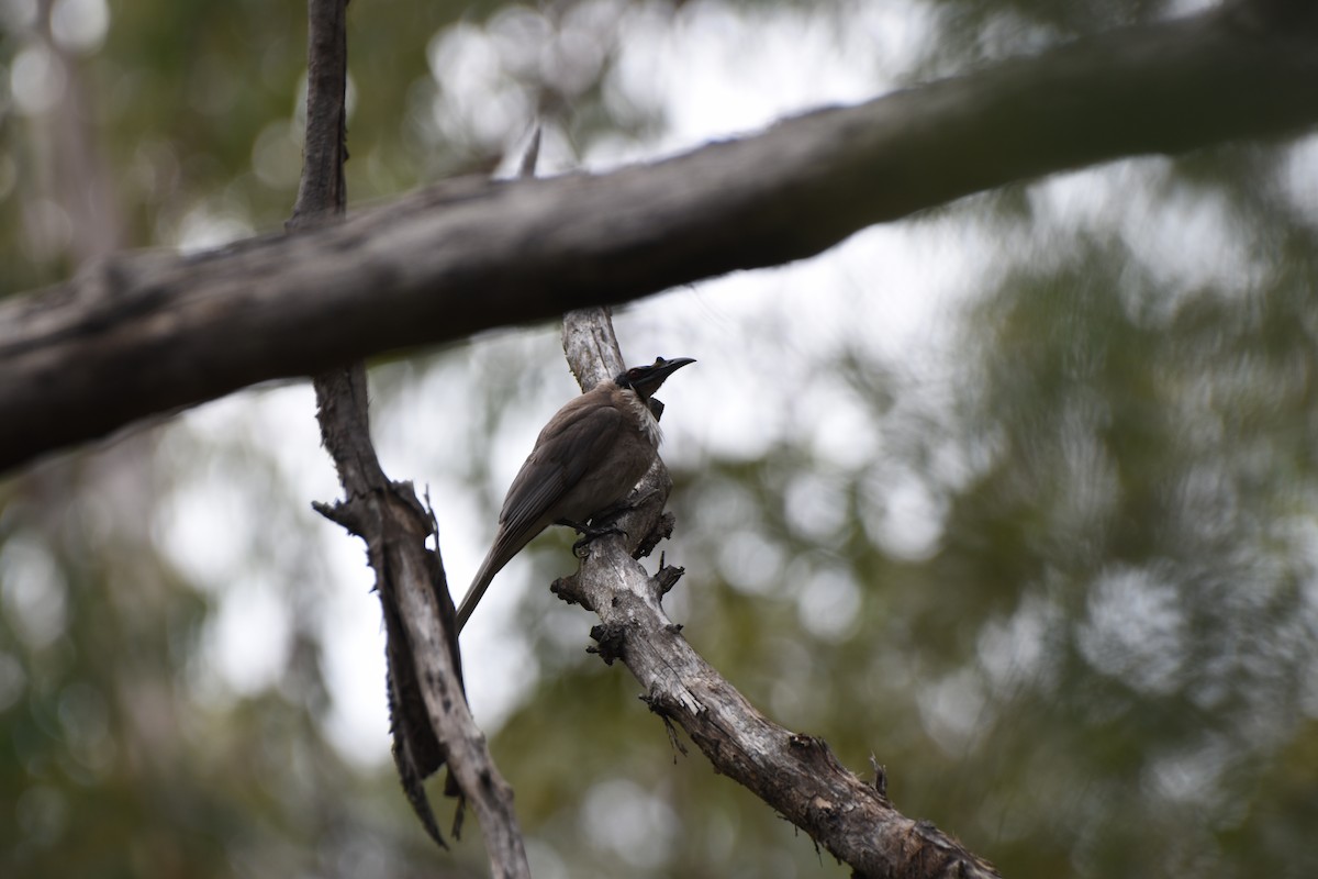 Noisy Friarbird - ML613751479