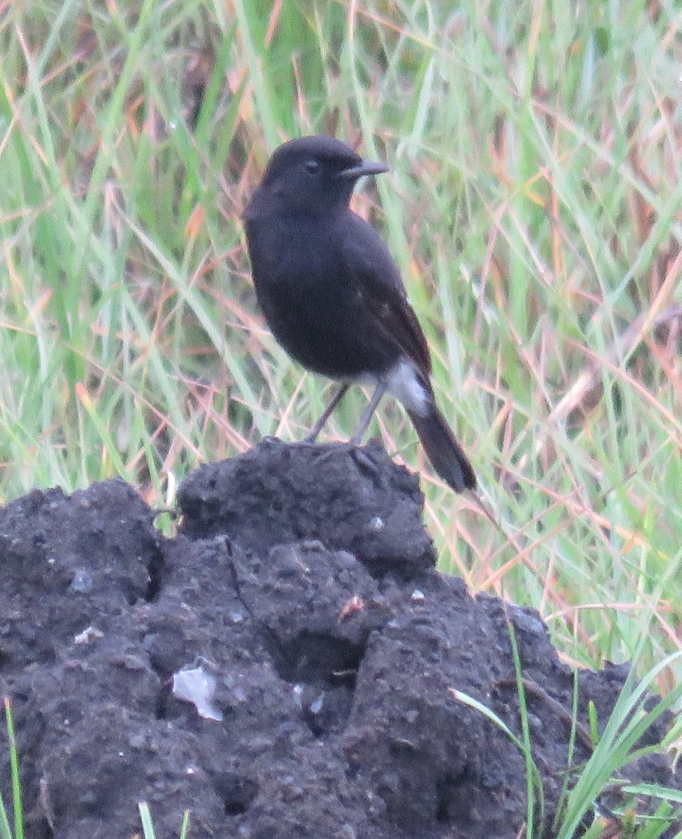Pied Bushchat - ML613751542