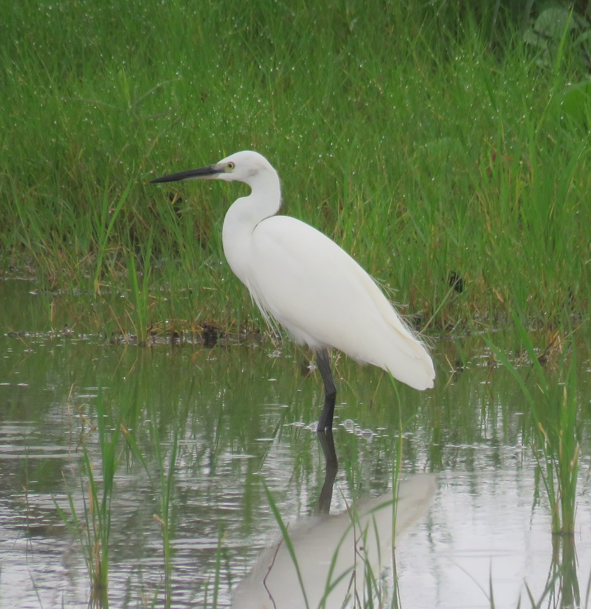 Little Egret - ML613751550