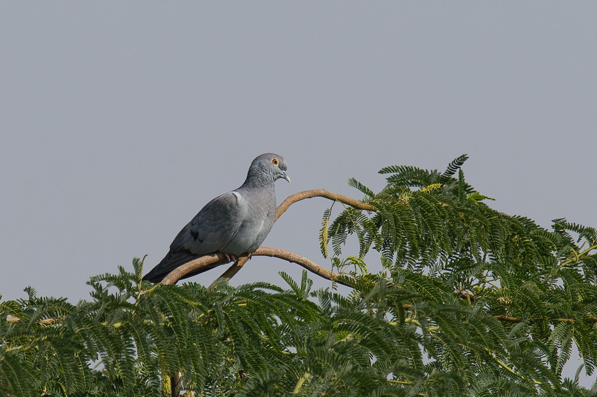 Yellow-eyed Pigeon - Sudhir Paul