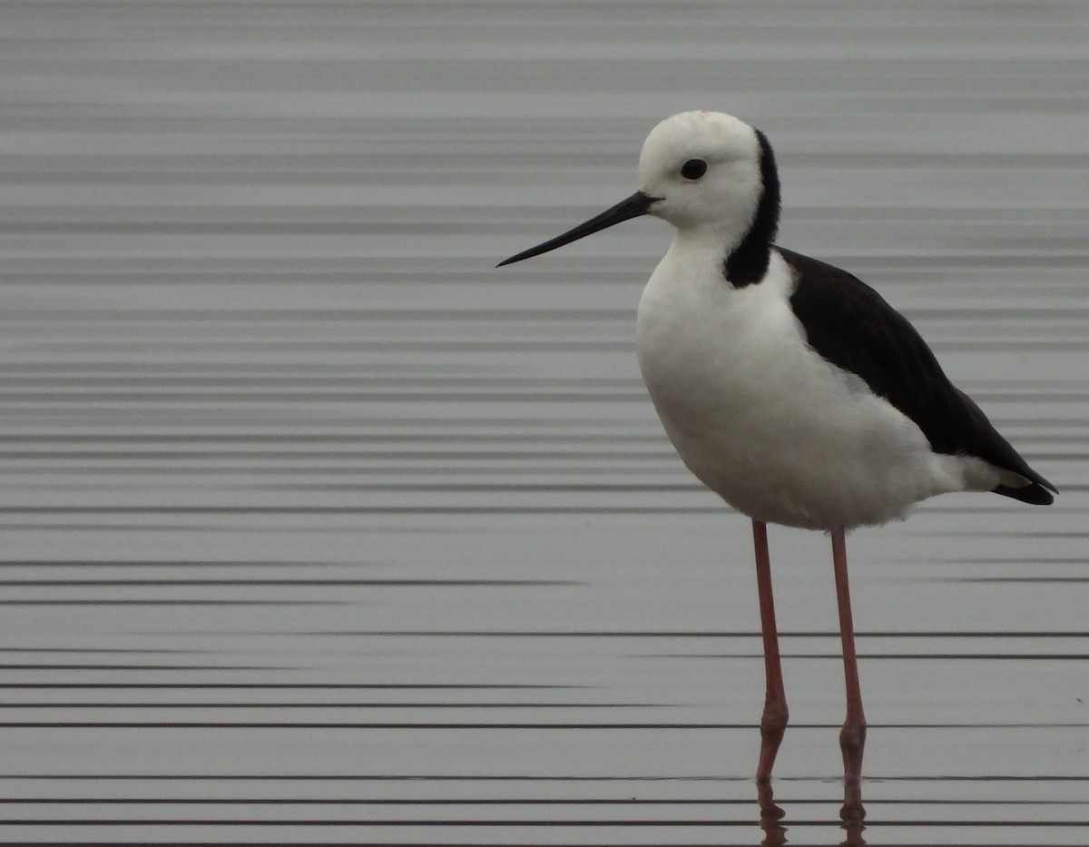 Pied Stilt - Andrew Dyson