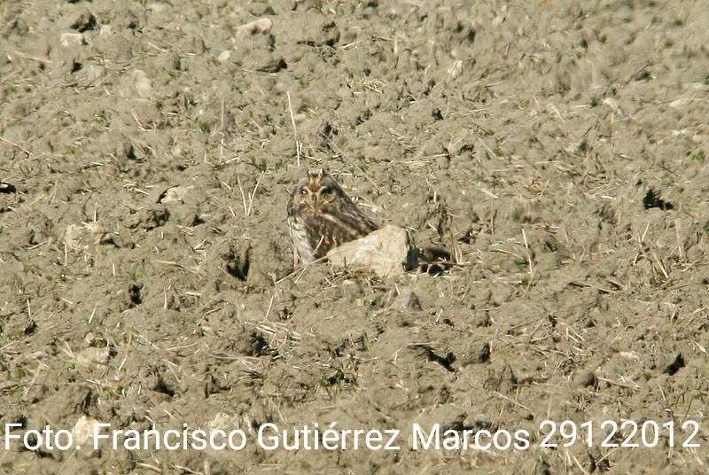 Búho Campestre - ML613751688