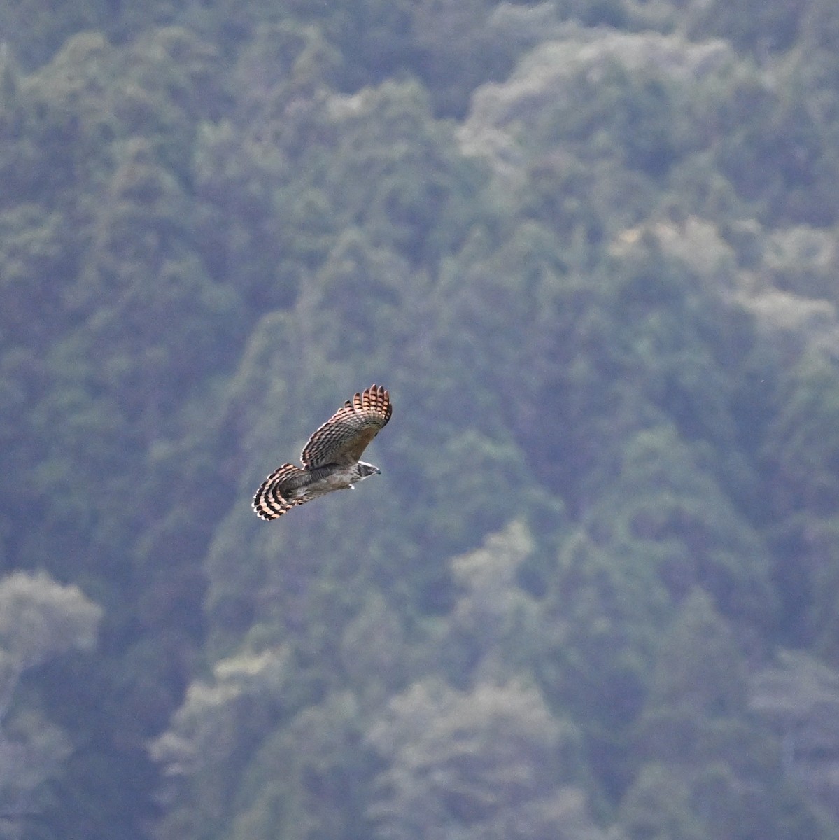 Mountain Hawk-Eagle - Jacob Lai