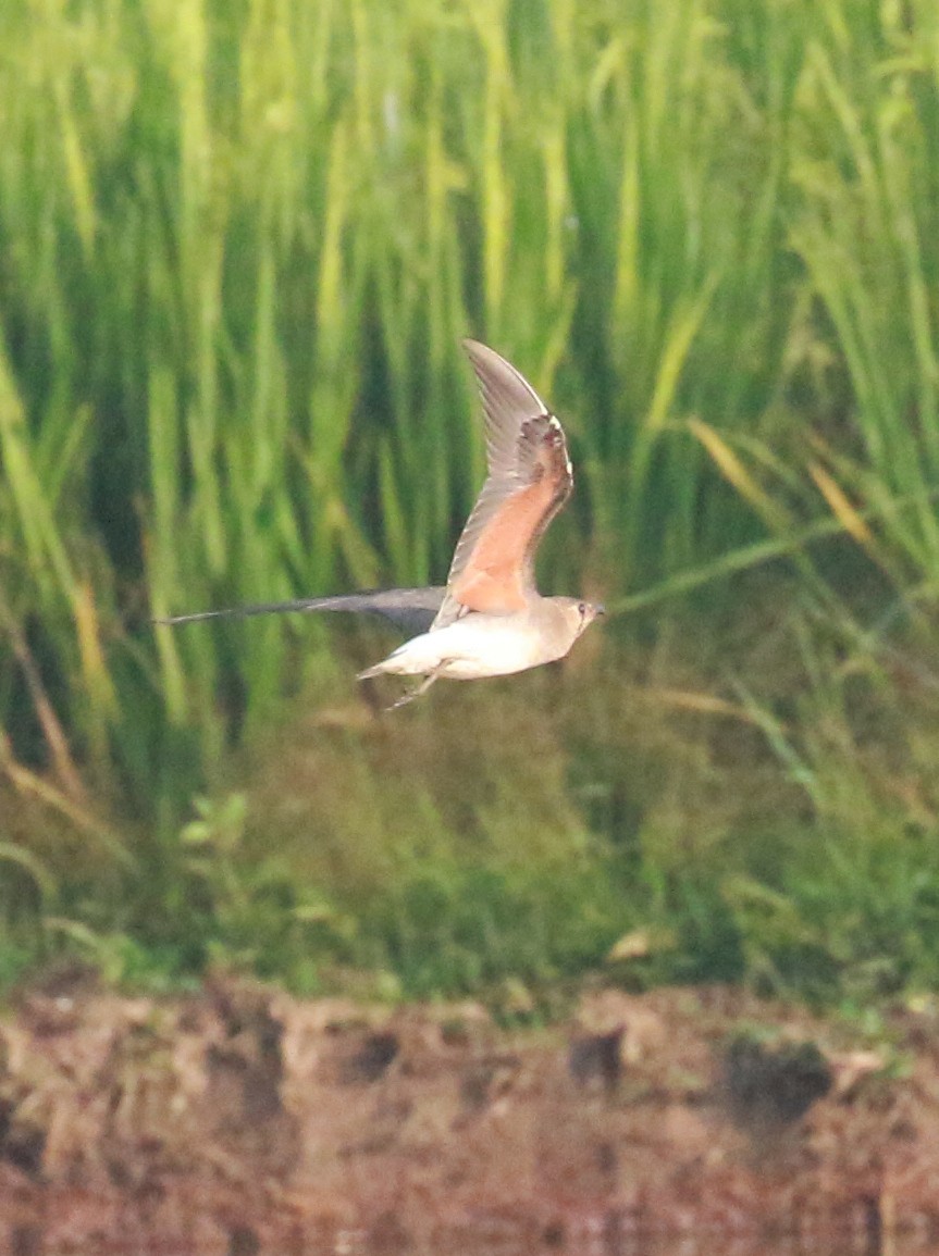 Oriental Pratincole - ML613751788