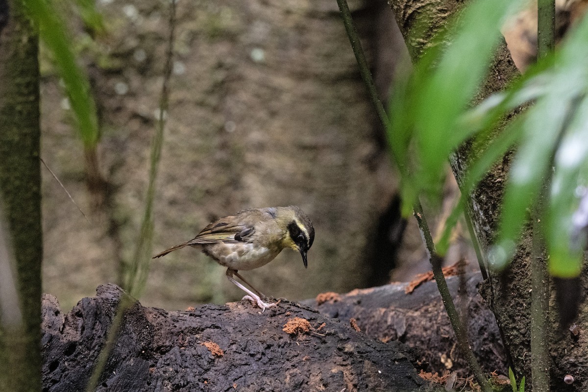 Yellow-throated Scrubwren - ML613751843