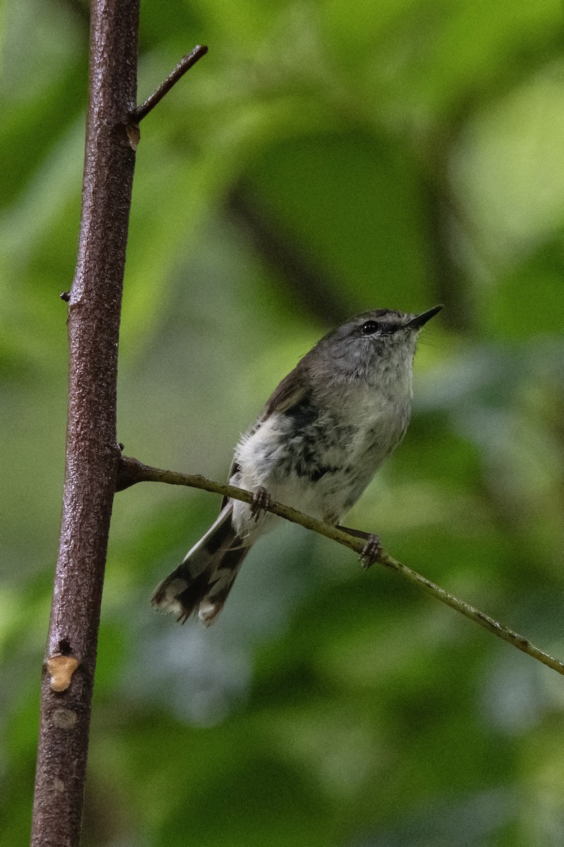 Brown Gerygone - ML613751865