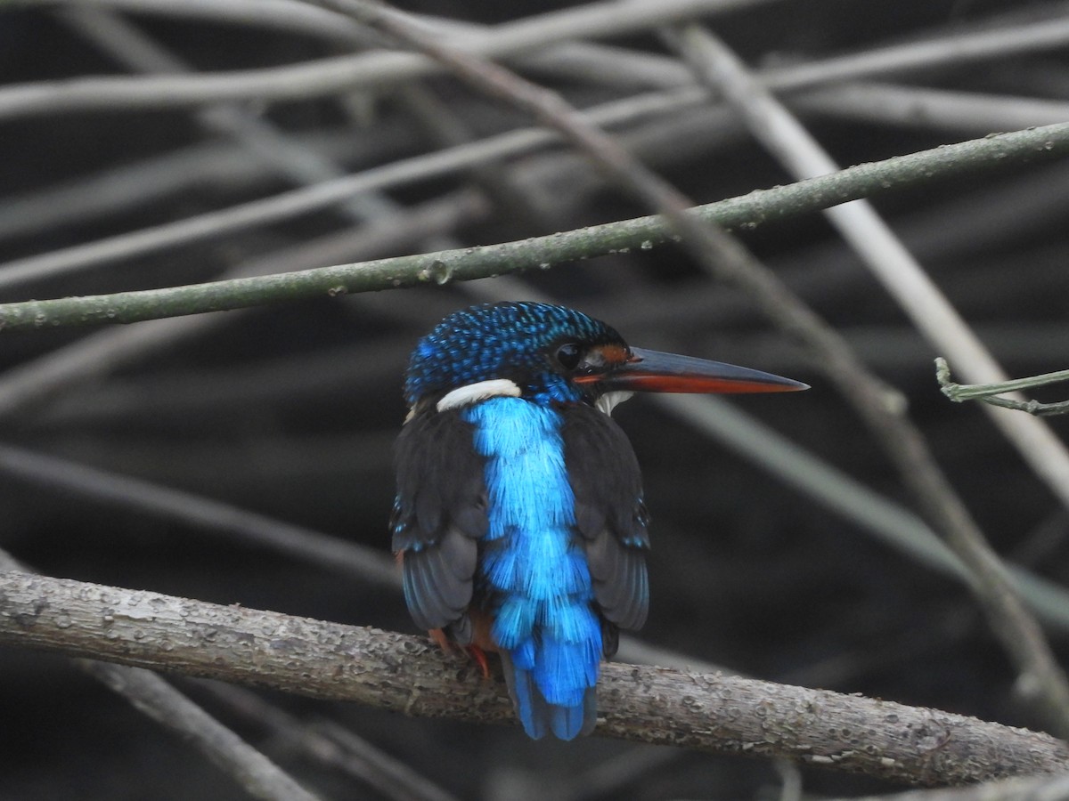 Blue-eared Kingfisher - ML613751875