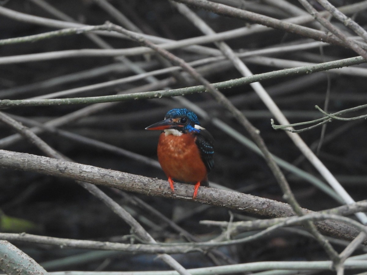 Blue-eared Kingfisher - ML613751878