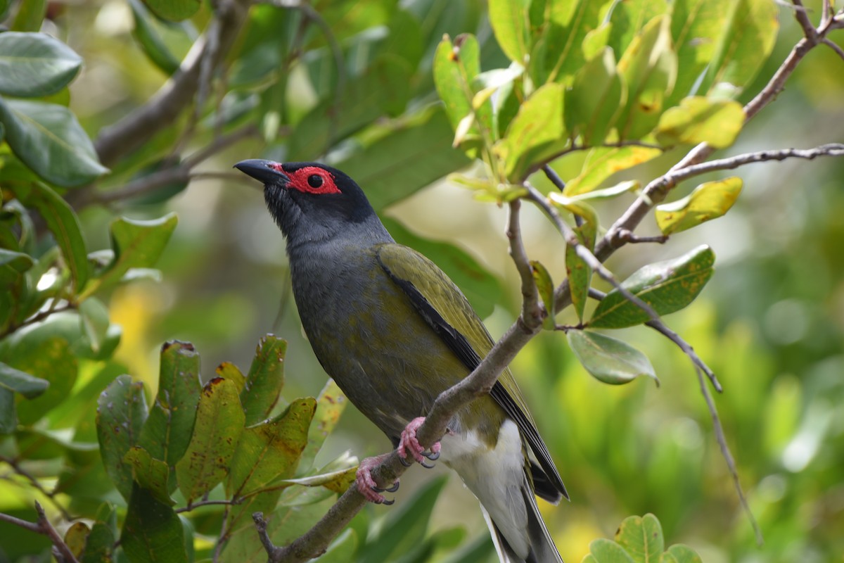 Australasian Figbird - ML613751919