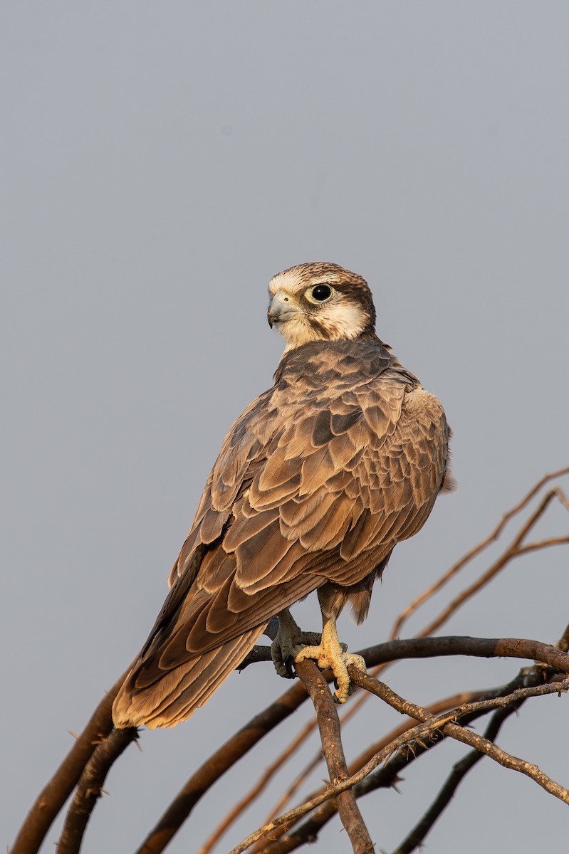 Laggar Falcon - Sudhir Paul