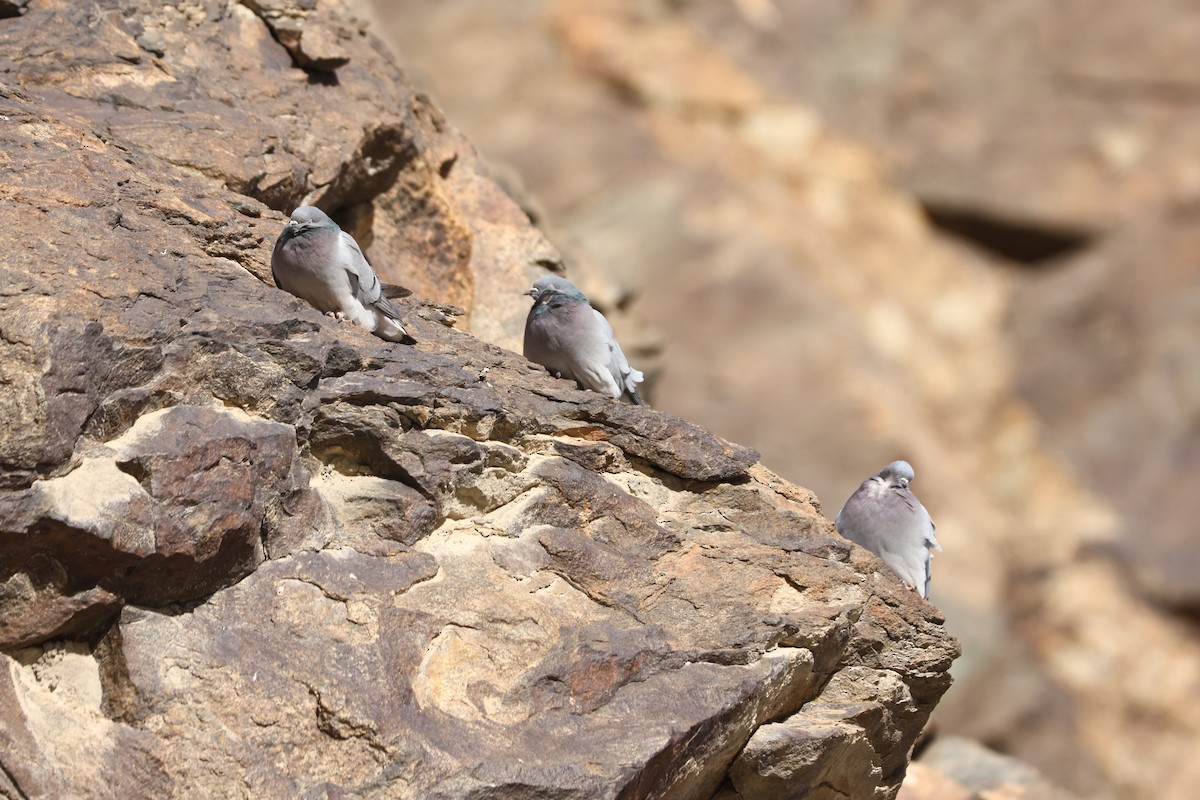 Pigeon des rochers - ML613751931