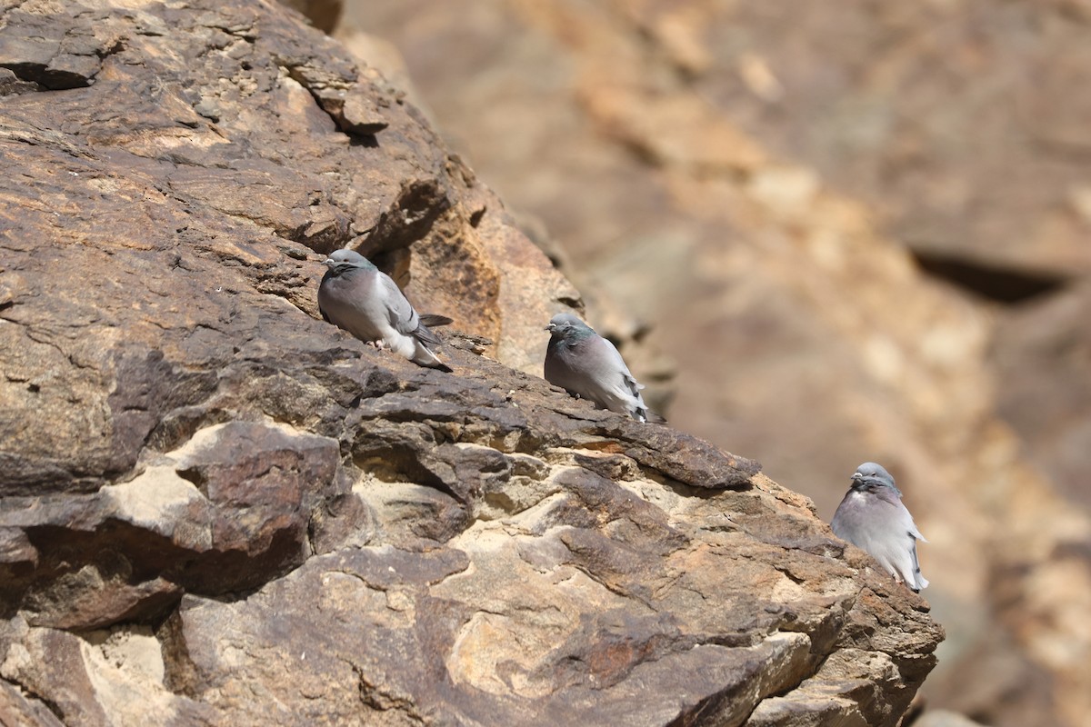 Pigeon des rochers - ML613751932