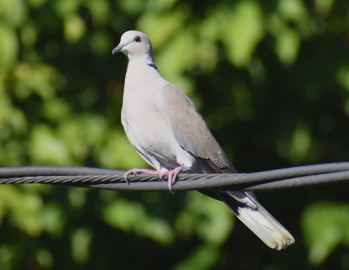 Eurasian Collared-Dove - Luis Munoz