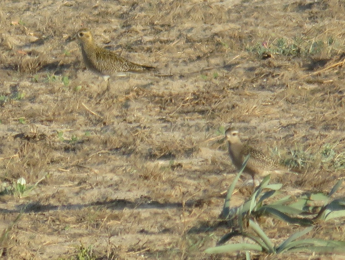 American Golden-Plover - ML613752014