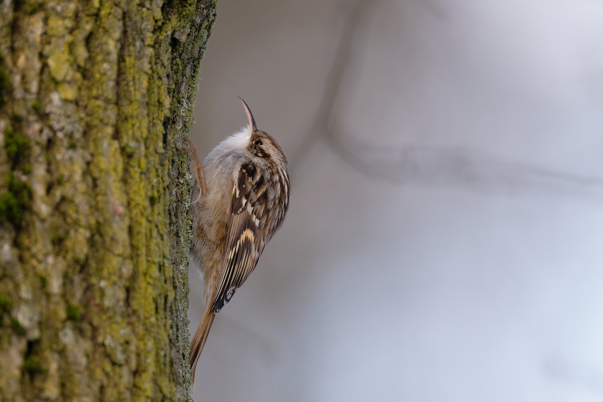 Short-toed Treecreeper - ML613752073