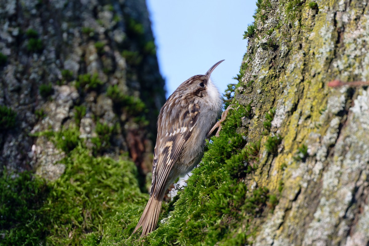 Short-toed Treecreeper - ML613752074