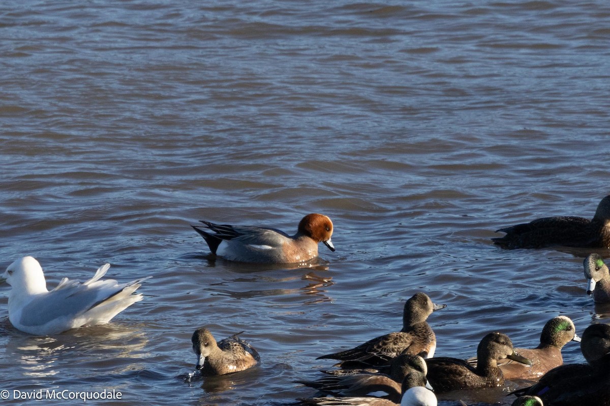 Eurasian Wigeon - ML613752245