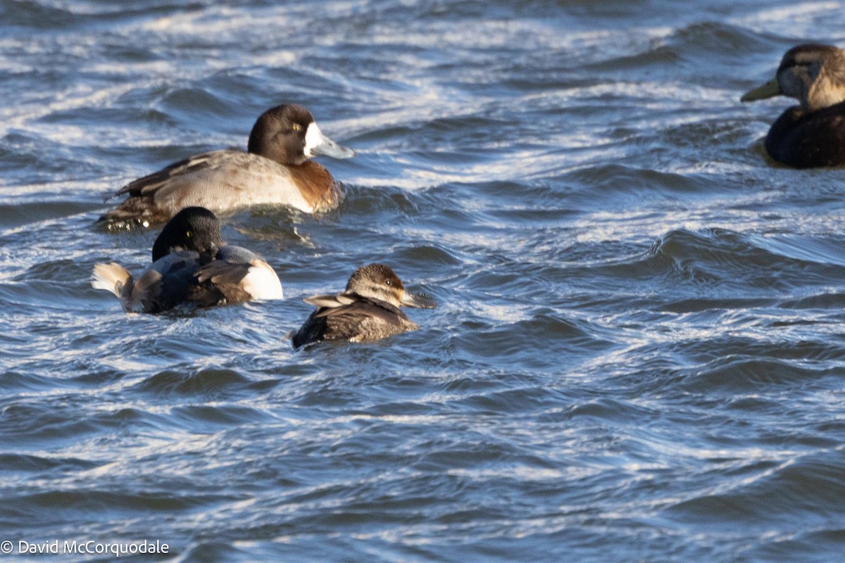 Ruddy Duck - ML613752369