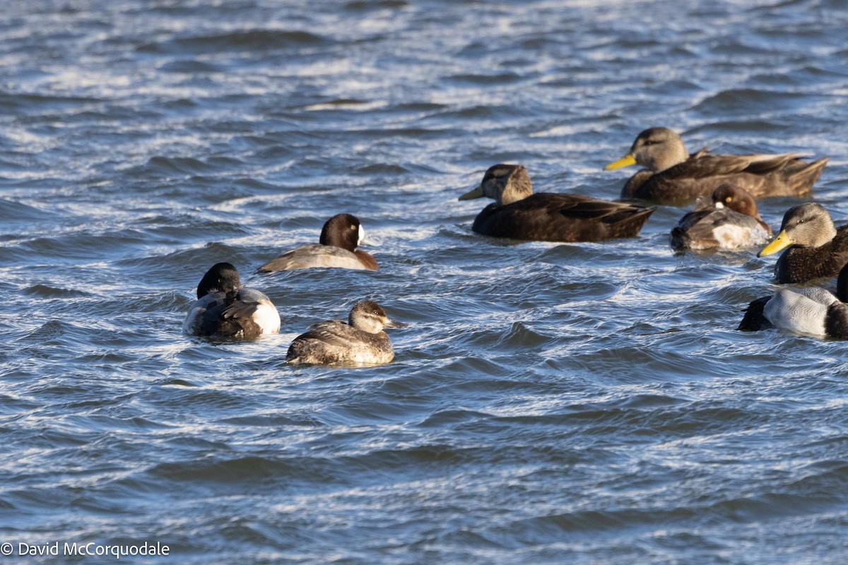 Ruddy Duck - ML613752371