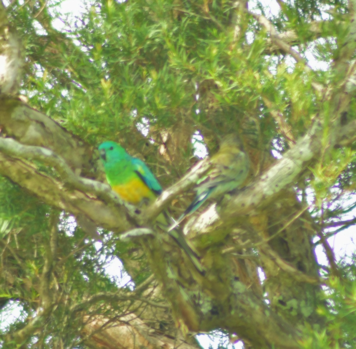 Red-rumped Parrot - ML613752467