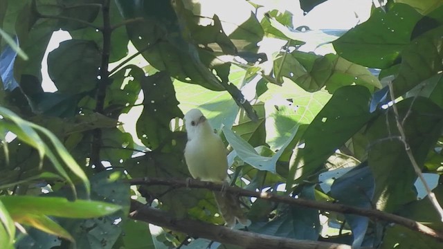 White-hooded Babbler - ML613752480