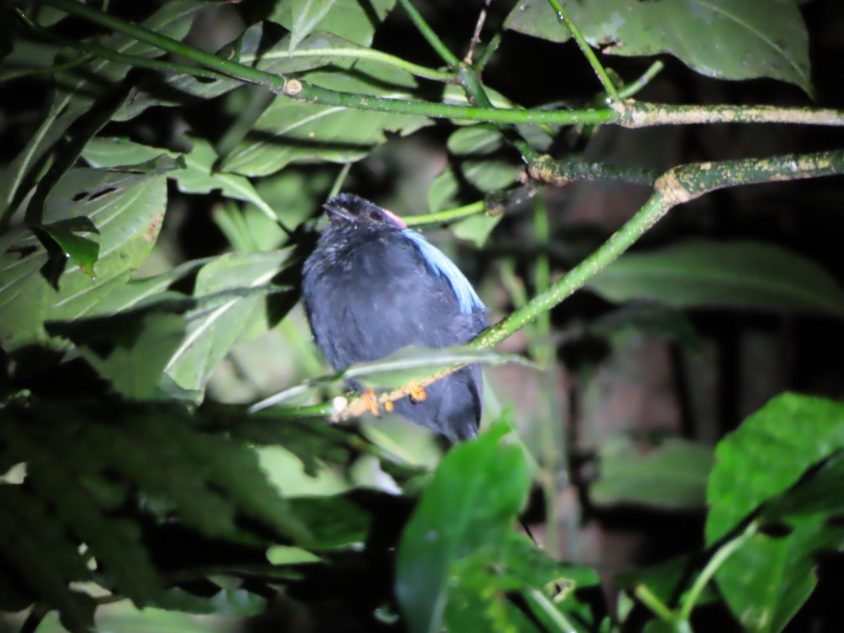 Long-tailed Manakin - ML613752489