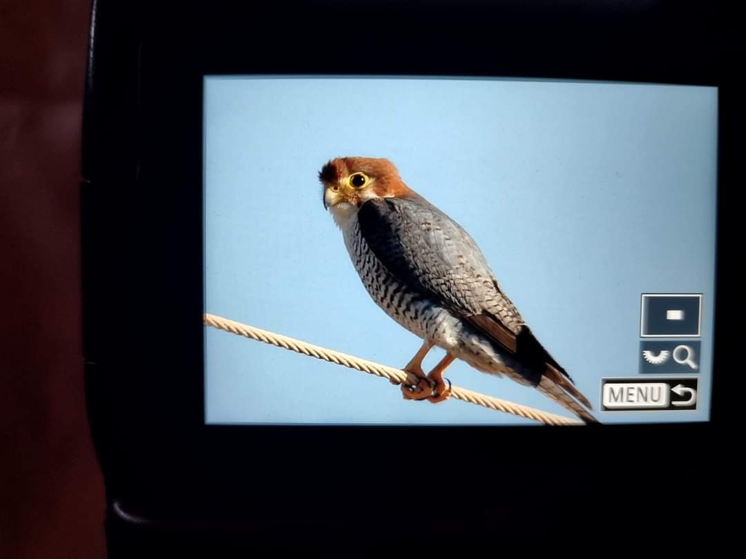 Red-necked Falcon - ML613752508