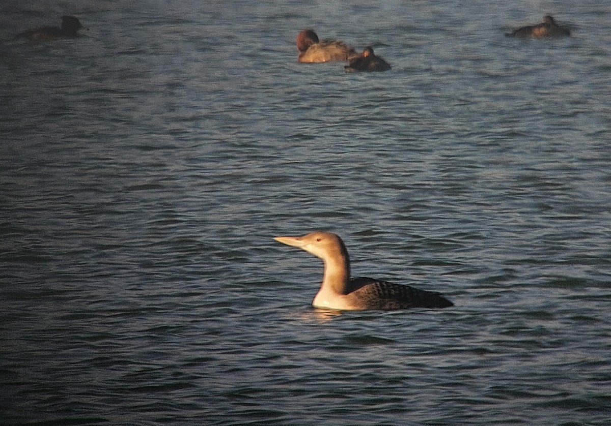 Yellow-billed Loon - ML613752520