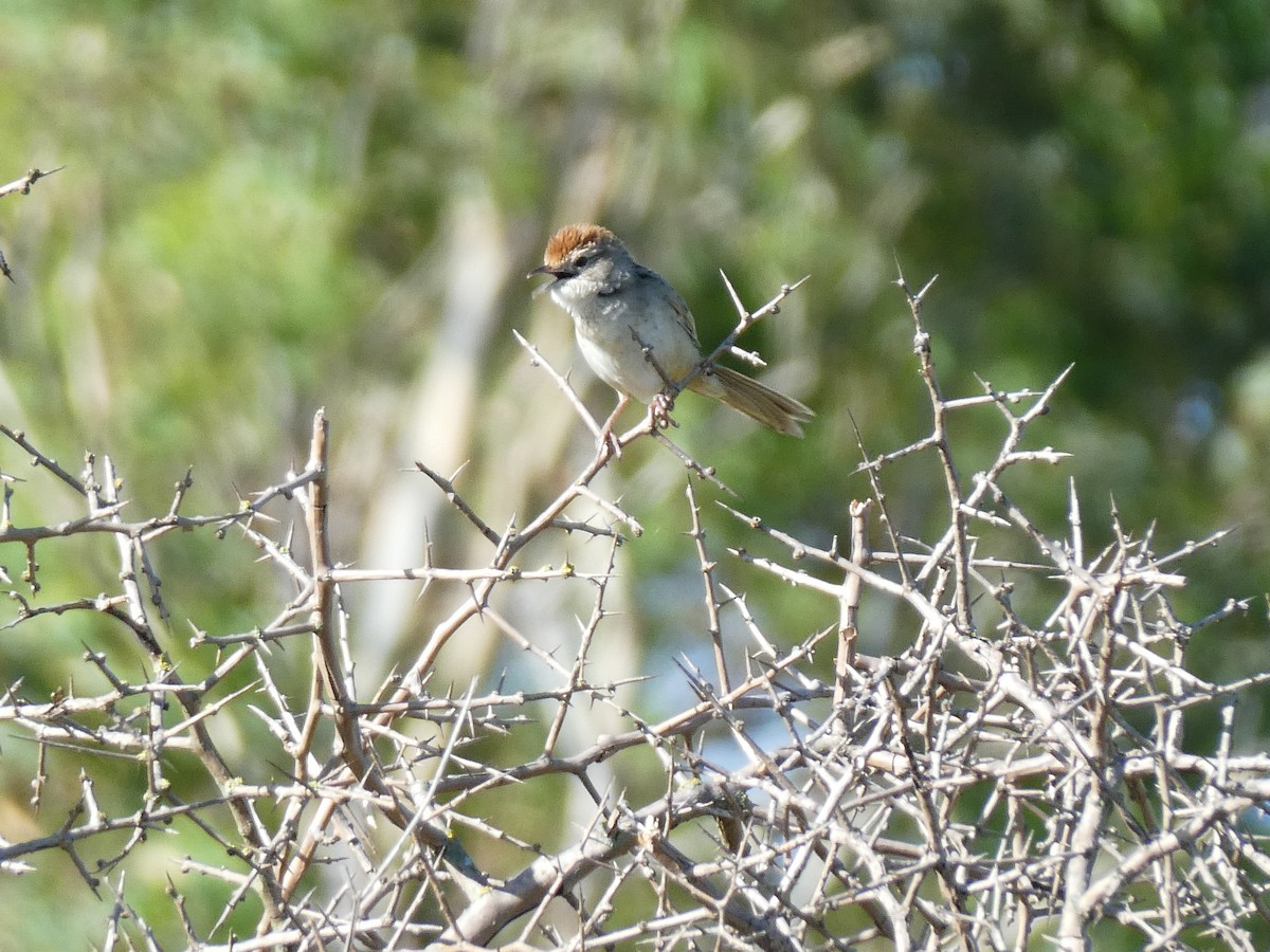 Tawny Grassbird - ML613752552