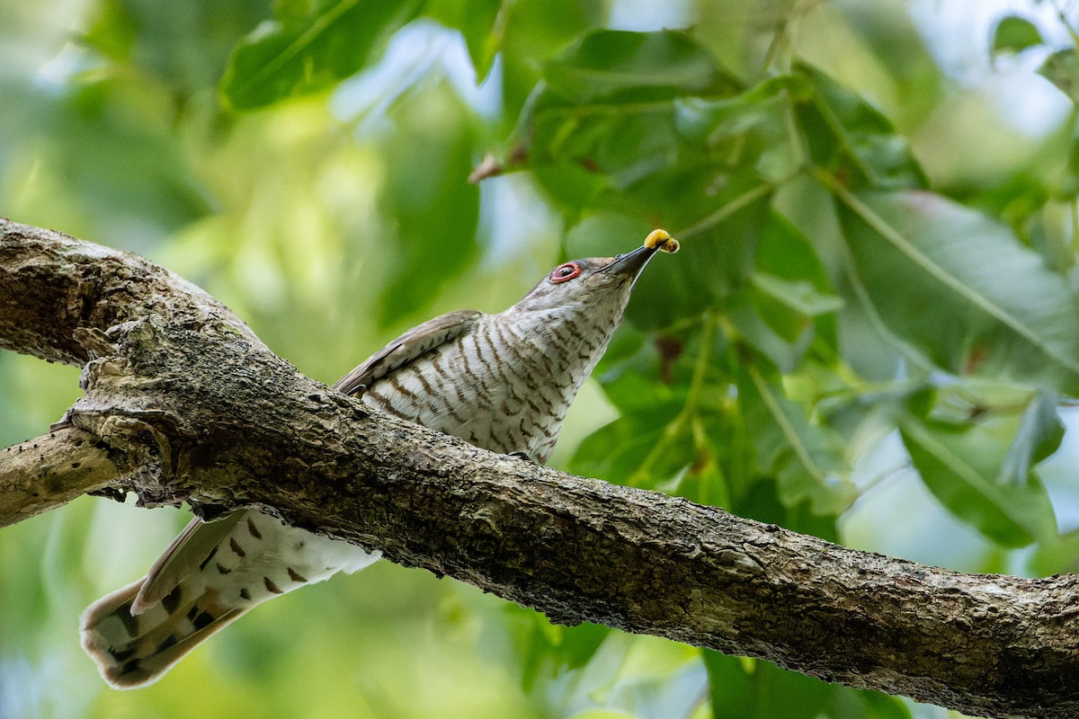 Little Bronze-Cuckoo (Little) - Steve Popple