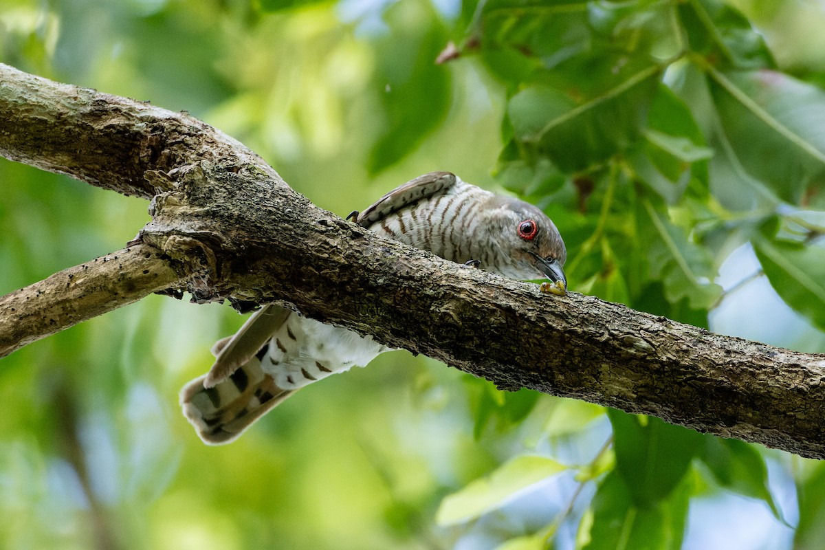 Little Bronze-Cuckoo (Little) - Steve Popple