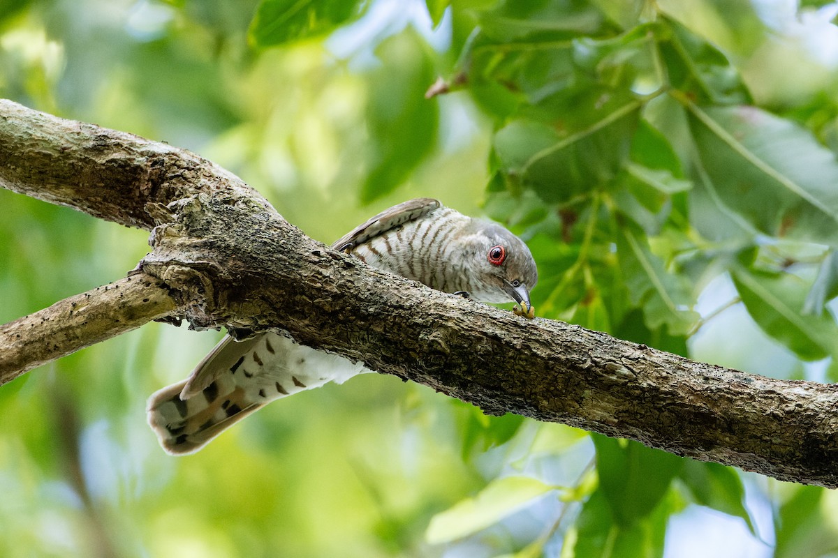 Little Bronze-Cuckoo (Little) - ML613752605