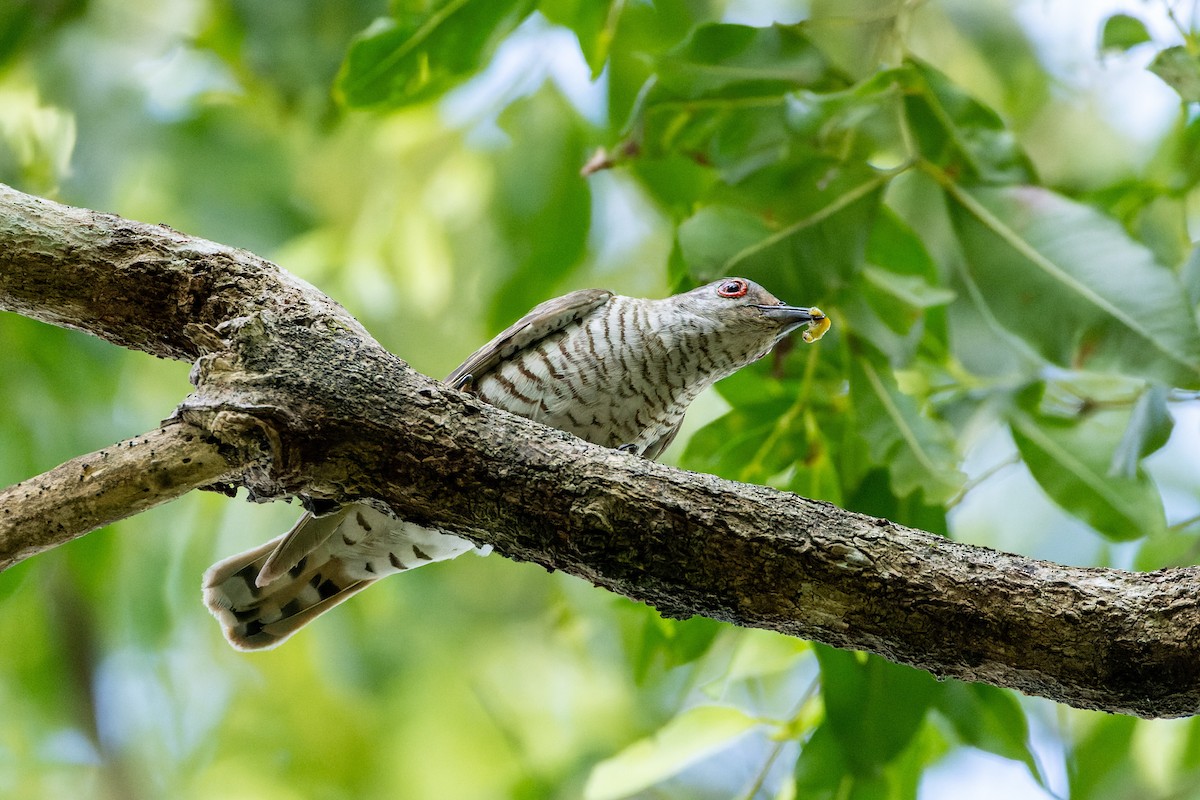 Little Bronze-Cuckoo (Little) - ML613752606