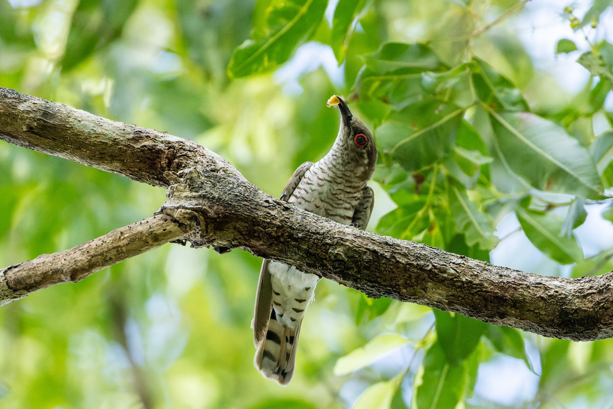 Little Bronze-Cuckoo (Little) - Steve Popple