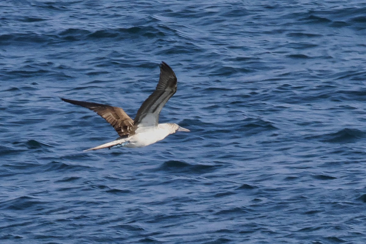 Blue-footed Booby - ML613752648