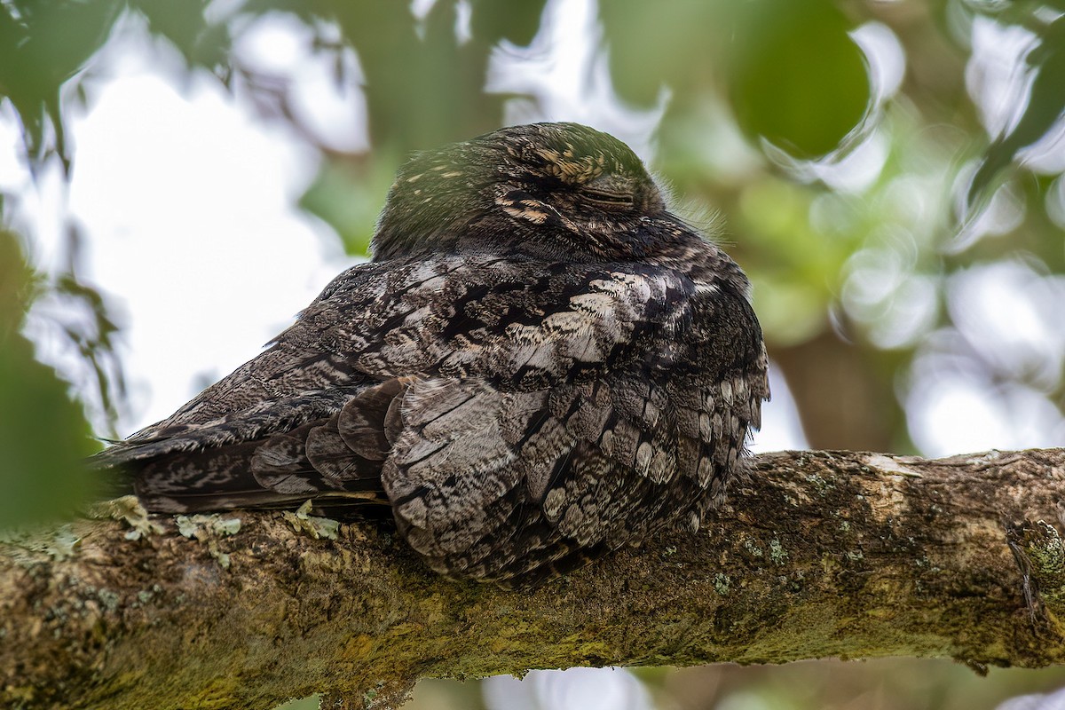 Jungle Nightjar - ML613752664